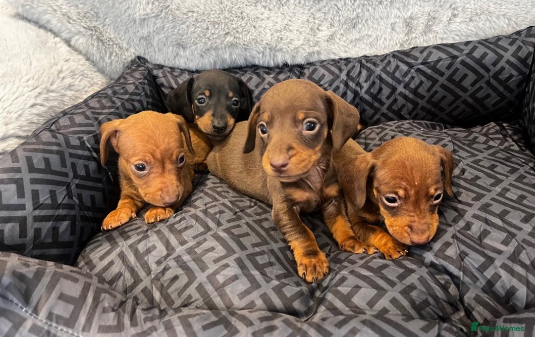 Miniature Dachshund dogs for sale: Miniature dachshund  - Image 3