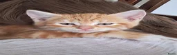 Mixed Breed cats for sale: Rare beautiful ginger tabby girl in Harlow - Advert 29
