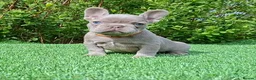 French Bulldog dogs for sale: Gorgeous French Bulldog Puppies  - Advert 32