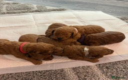 Cavapoo dogs for sale: F1b Cavapoo  - Image 8