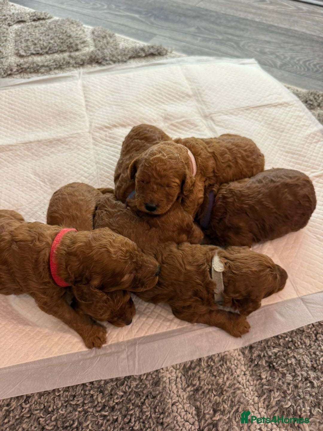 Cavapoo dogs for sale: F1b Cavapoo  - Image 8