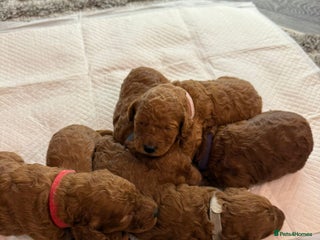 Cavapoo dogs - Advert 30