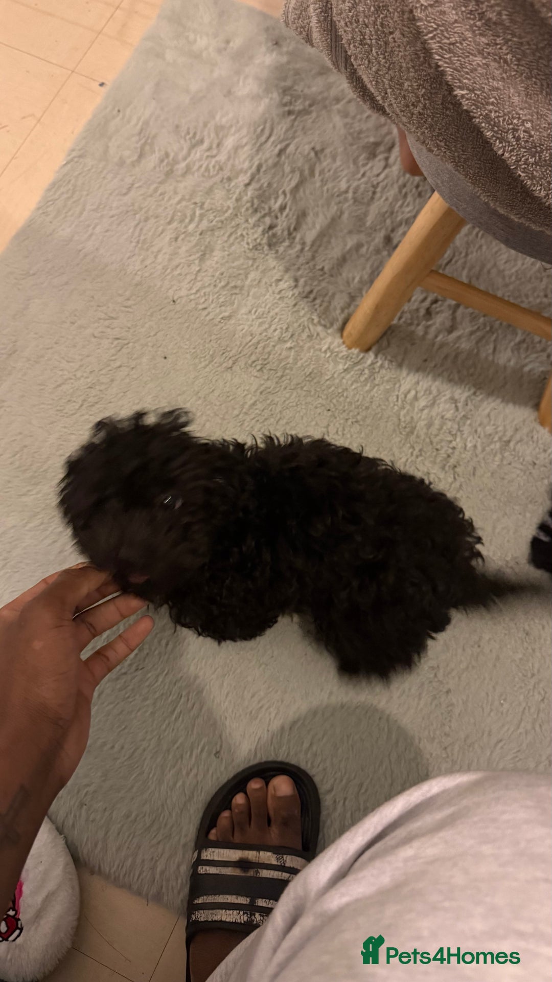 Cockapoo dogs for sale: Adorable Female Cockapoo Puppy for Sale - Advert 13