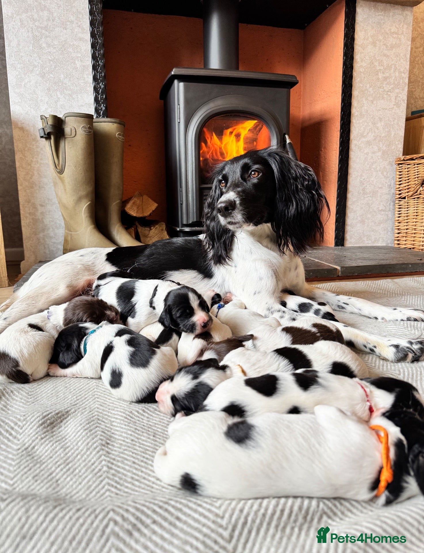 English Springer Spaniel dogs for sale: KC, FTCH Springer Spaniels - Advert 1