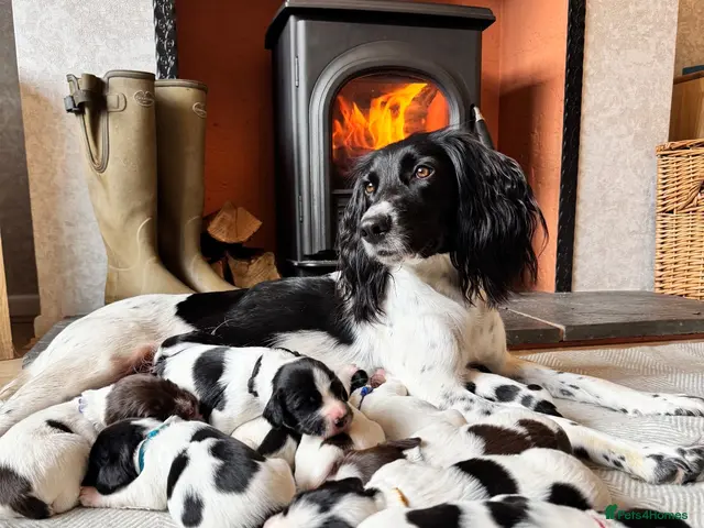 English Springer Spaniel dogs for sale: KC, FTCH Springer Spaniels - Advert 1