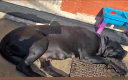 Cane Corso dogs for sale: Cane Corso puppies - Image 2