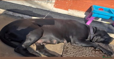 Cane Corso dogs - Advert 8