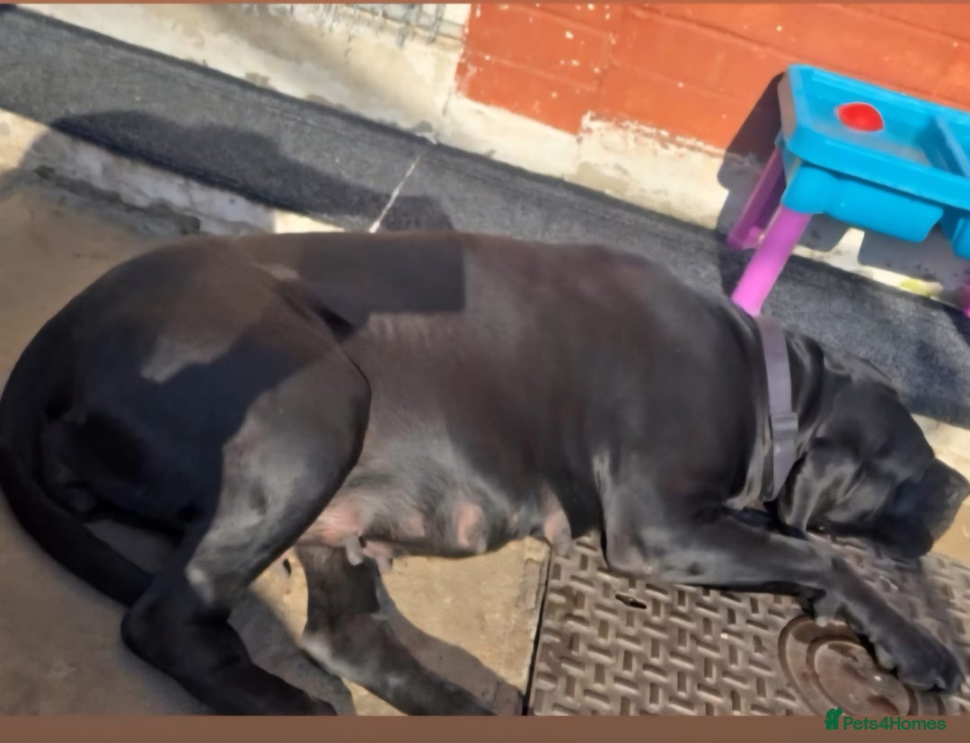 Cane Corso dogs for sale: Cane Corso puppies - Image 2