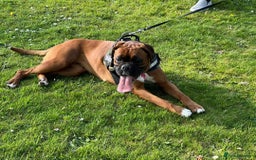 Boxer dogs for sale: Champion Sired KC Reg boxer puppies available - Image 20