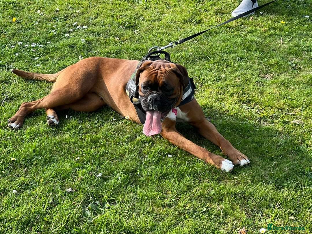 Boxer dogs for sale: Champion Sired KC Reg boxer puppies available - Image 20