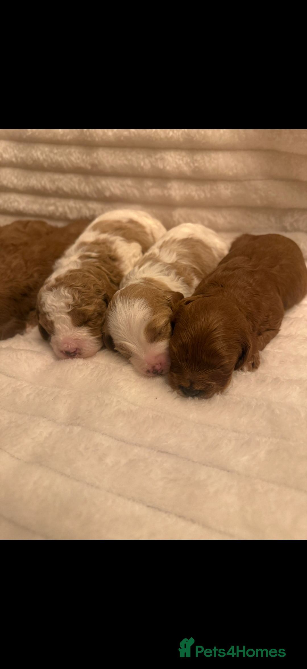 Cavapoo dogs for sale: Beautiful cavapoo puppies  - Advert 4