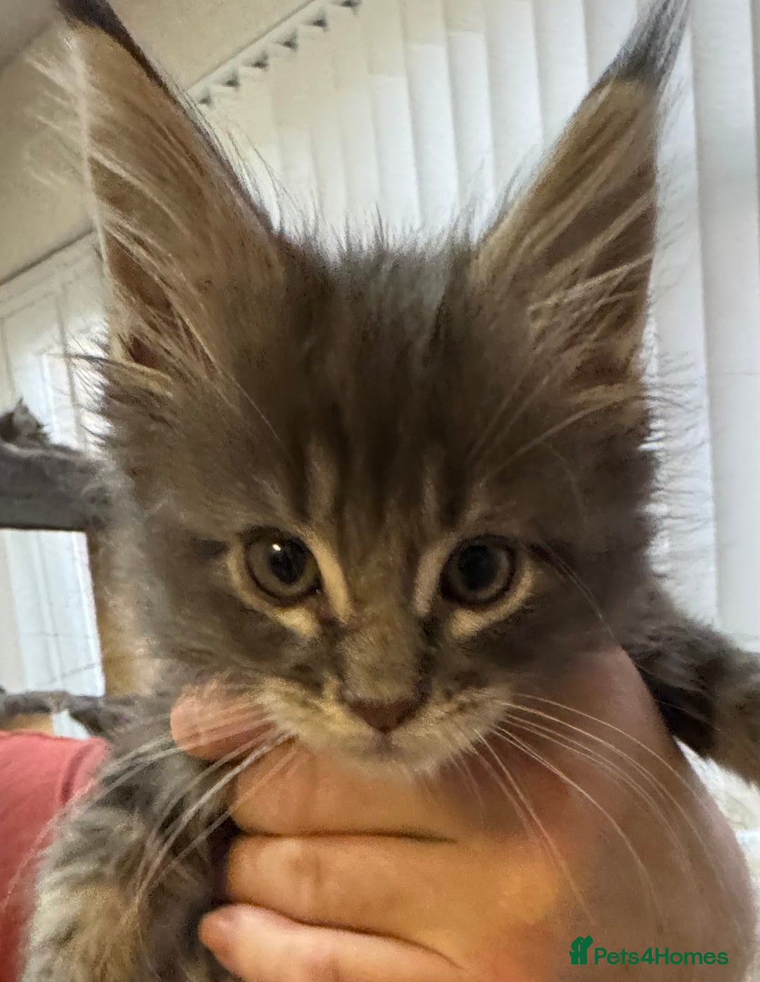 Maine Coon cats for sale: Adorable pedigree Maine coon kittens - Advert 6