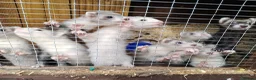 Ferret rodents for sale: Micro x semi angora  - Advert 3