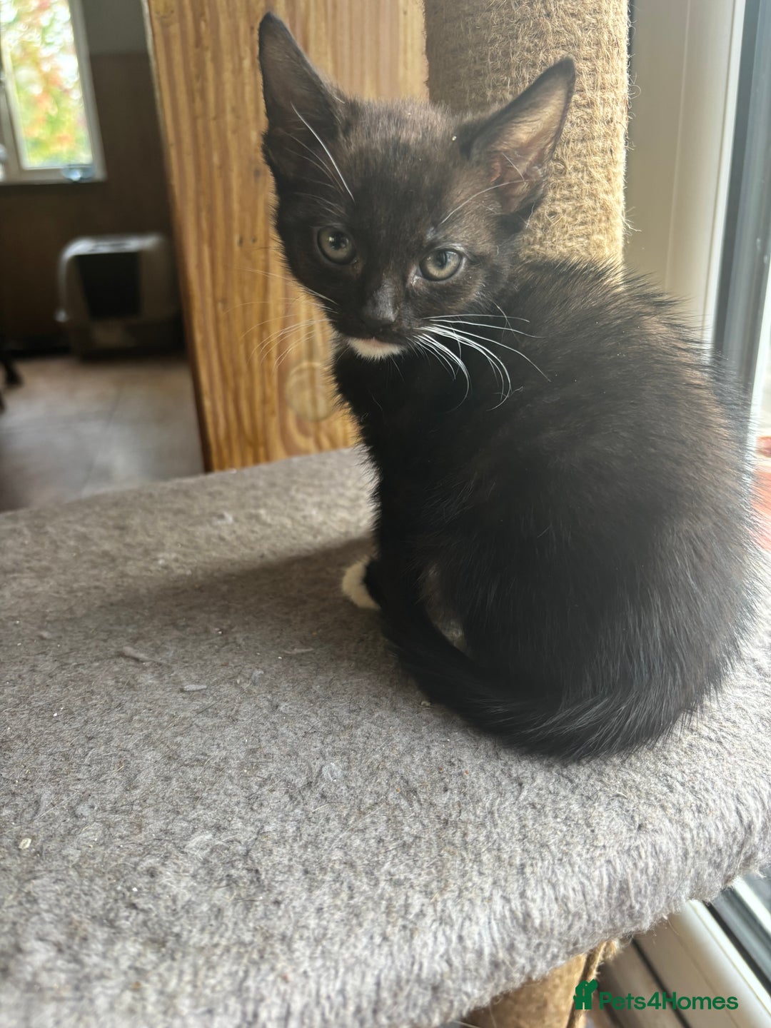 Mixed Breed cats for sale: Kittens  - Image 3