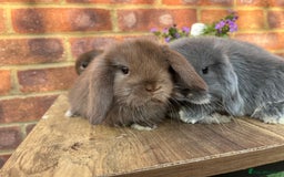 Mini Lop rabbits for sale: Mini lop babies RTL 2nd September - Image 5
