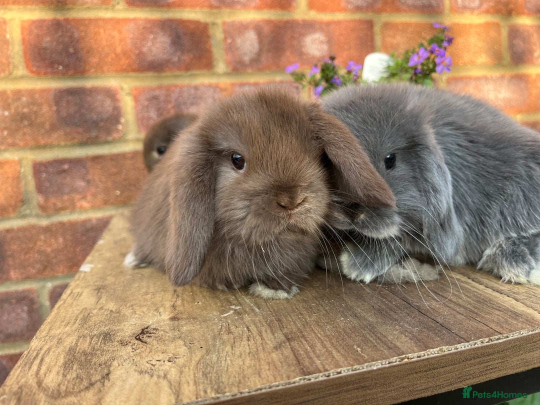 Mini Lop rabbits for sale: Mini lop babies RTL 2nd September - Image 5