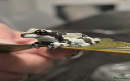 Frog reptiles for sale: Amazon milk frogs - Image 3
