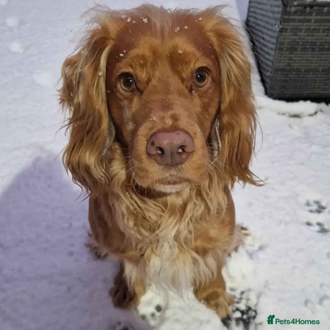 Cocker Spaniel dogs for stud: PROVEN Working Cocker Spaniel in Wigan - Advert 12