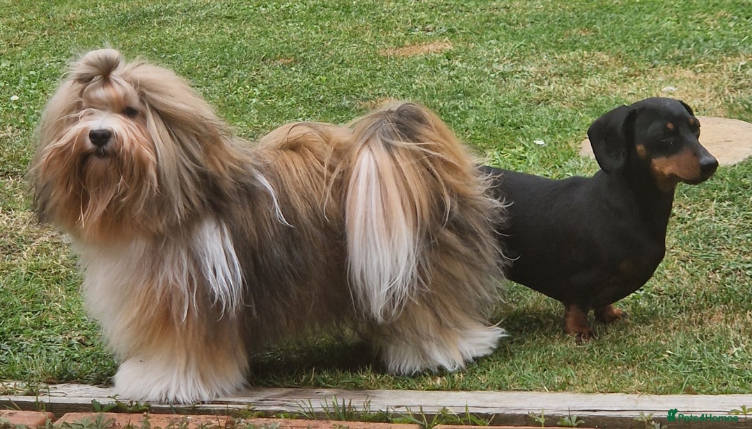 Havanese dogs for sale: Stunning KC Registered Havenese babies available.  - Image 21