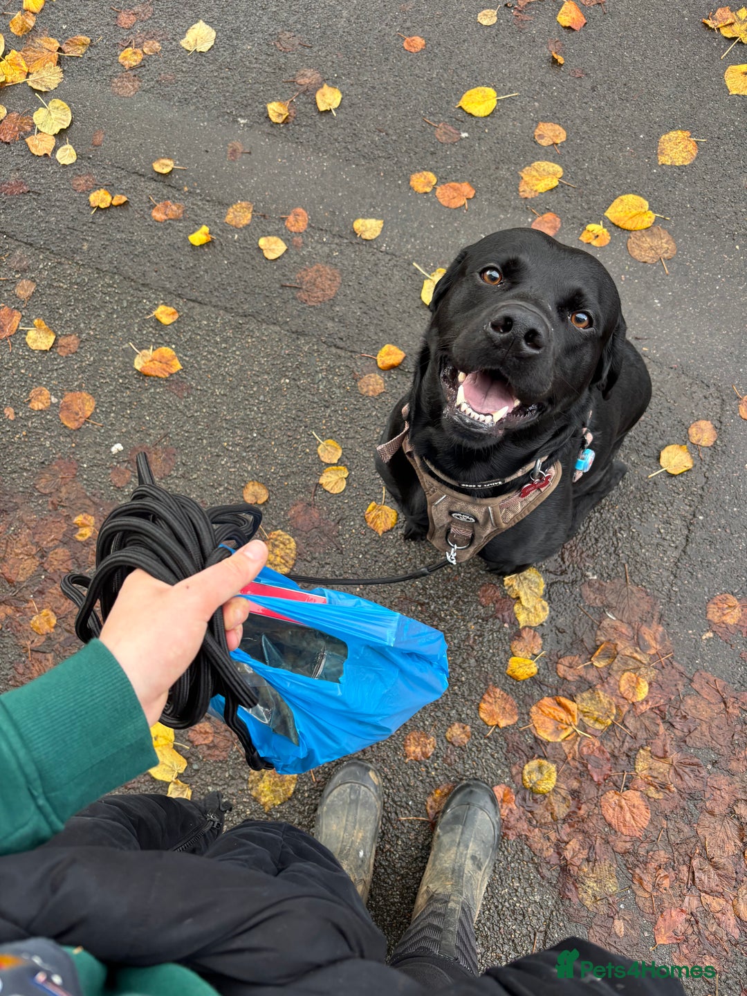 Labrador Retriever dogs for stud: Gentle Police-Trained Labrador Stud - Advert 5