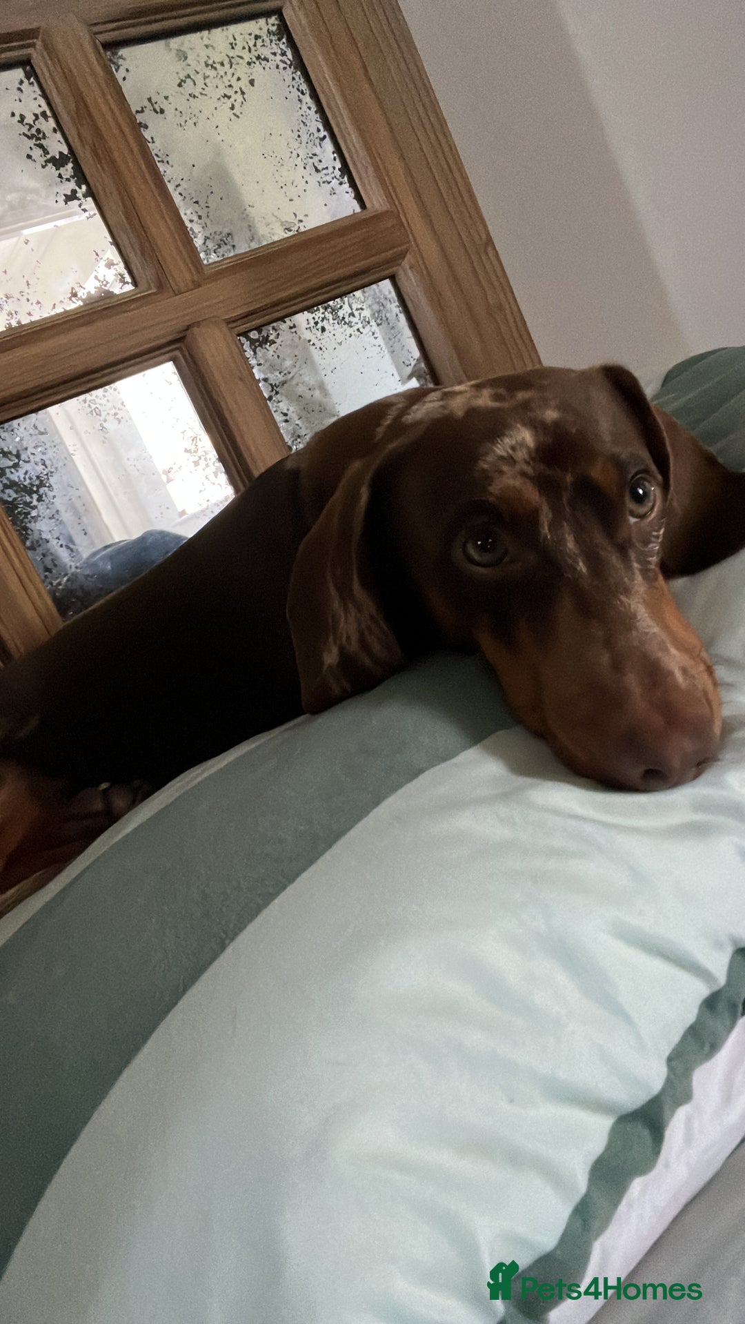 Dachshund dogs for stud: Male Dachshund  - Advert 3