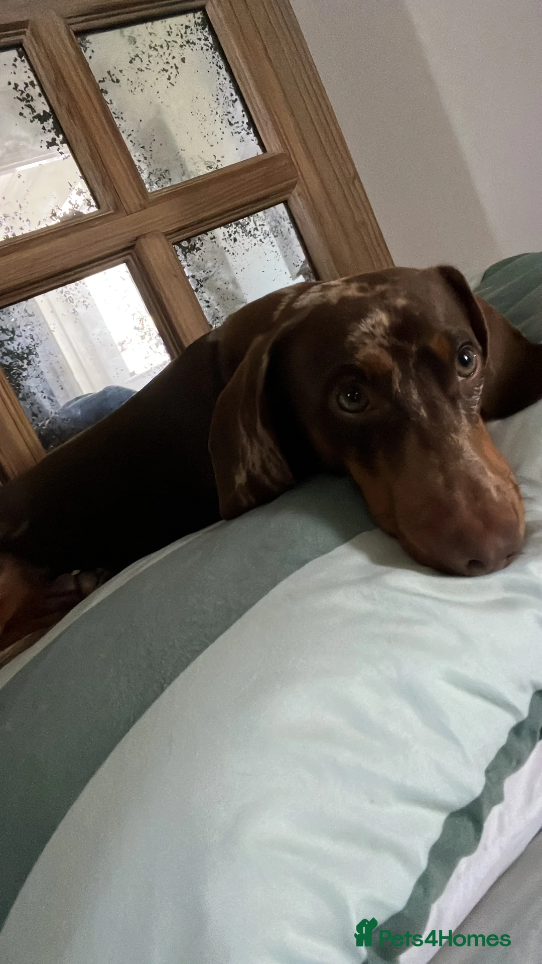 Dachshund dogs for stud: Male Dachshund  - Advert 3