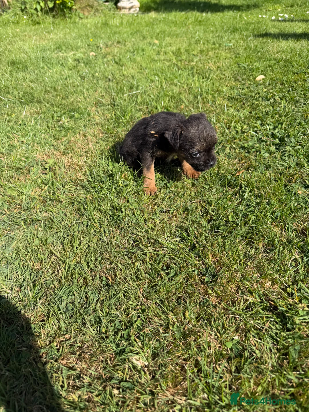 Border Terrier dogs for sale: Border terrior puppy’s  - Advert 9