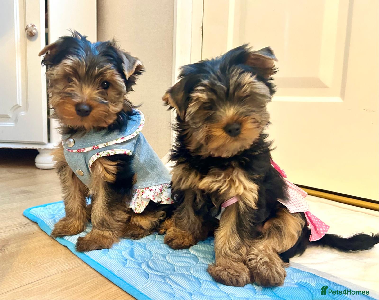 Yorkshire Terrier dogs Yorkshire Terrier Puppies (2 left) - Advert 4