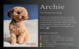 Toy Poodle dogs for sale: Toy poodle boy - Advert 7