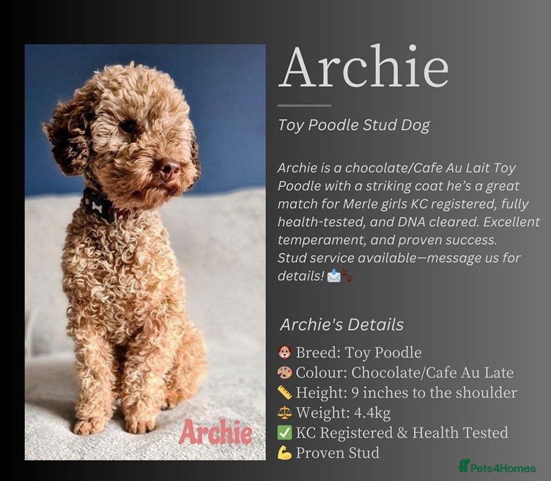 Toy Poodle dogs for sale: Toy poodle boy - Advert 7