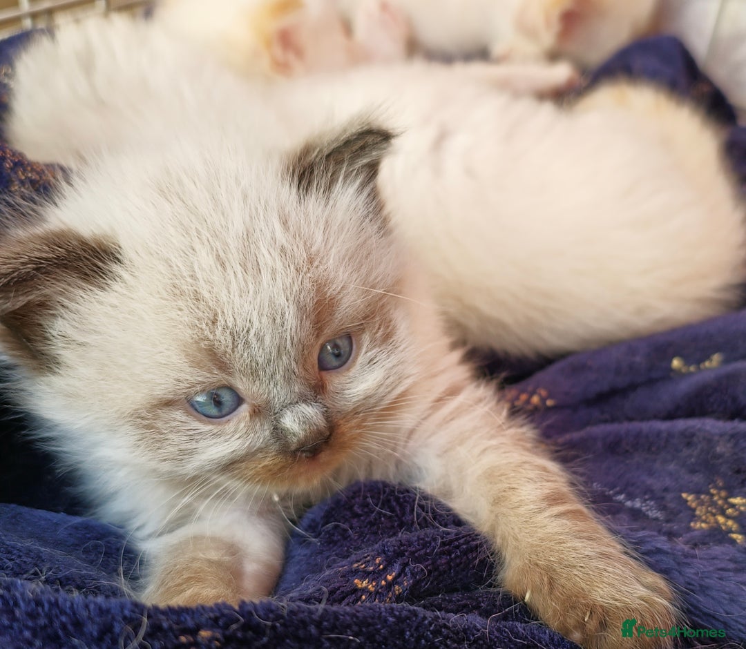 Ragdoll cats for sale: Ragdoll kittens - Image 20