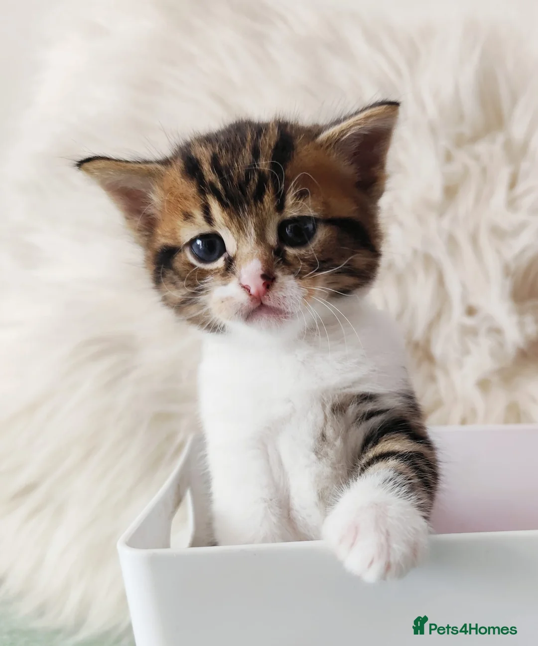 Mixed Breed cats for sale: Kitten in Poole - Advert 2