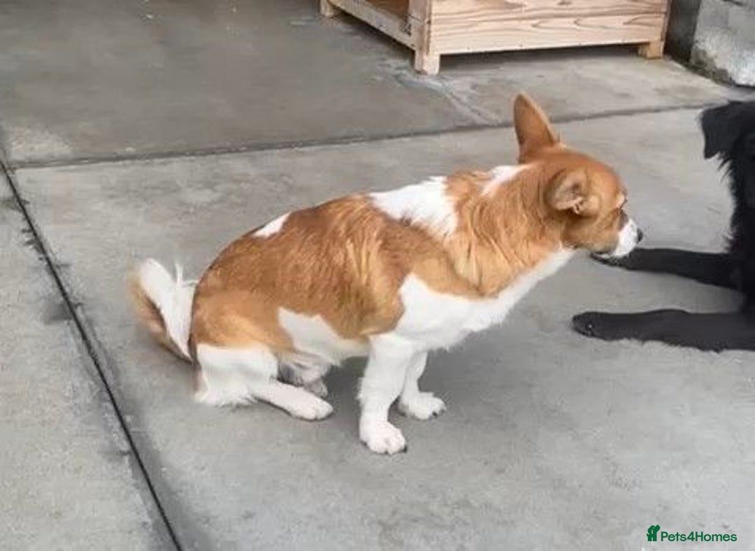 Mixed Breed dogs for adoption: Dewey. 1.5 yrs approx. Available for adoption. - Advert 9