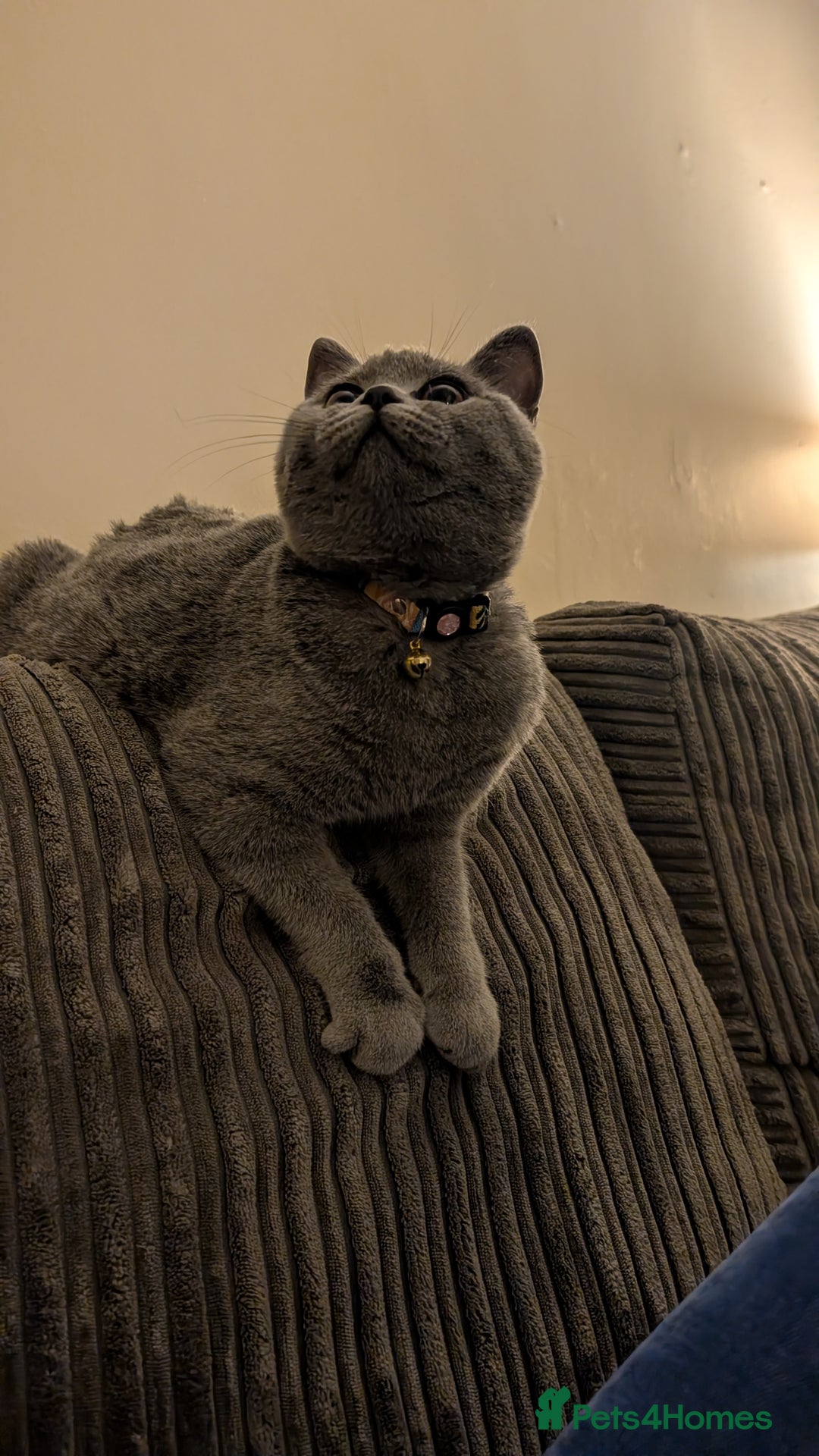 British Shorthair cats for sale: Two sister BSH - Advert 5