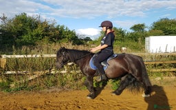 Irish Cob horses for sale: Ridden mare with drive potential  - Image 2