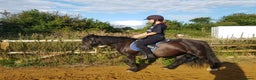 Irish Cob horses for sale: Ridden mare with drive potential  - Advert 2