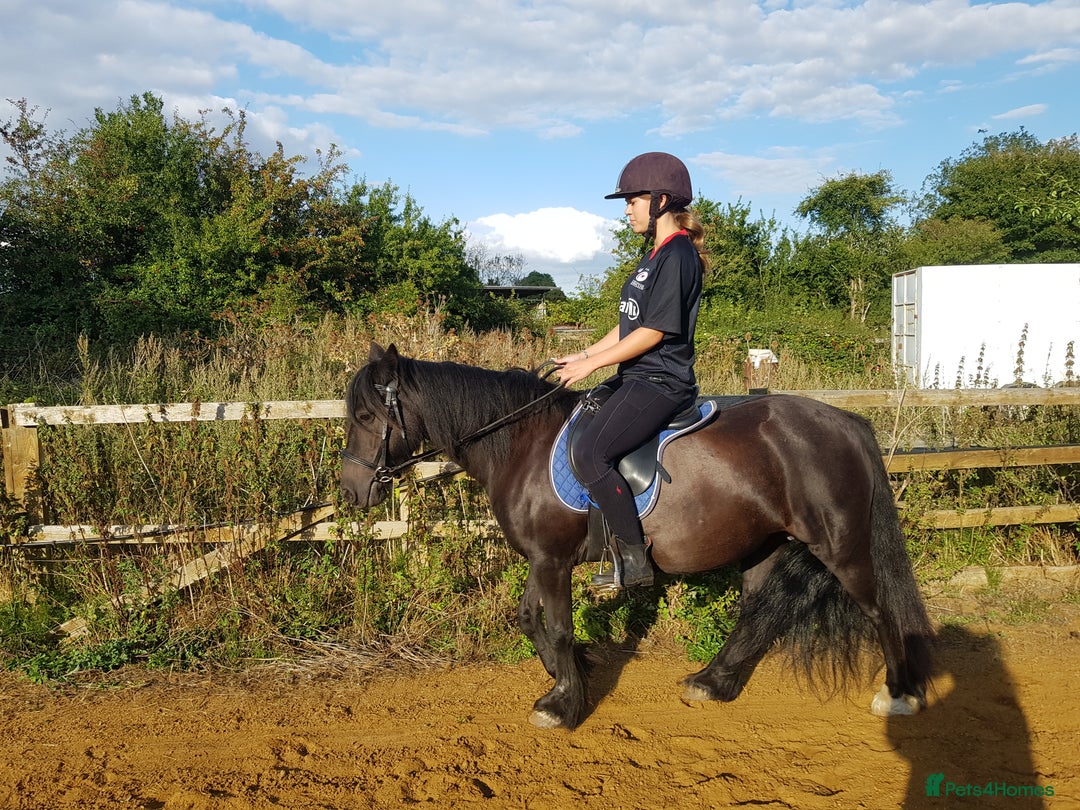 Irish Cob horses for sale: Ridden mare with drive potential  - Image 2