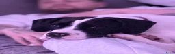 Mixed Breed dogs for adoption: Springer Spaniel X American Bulldog  - Advert 5