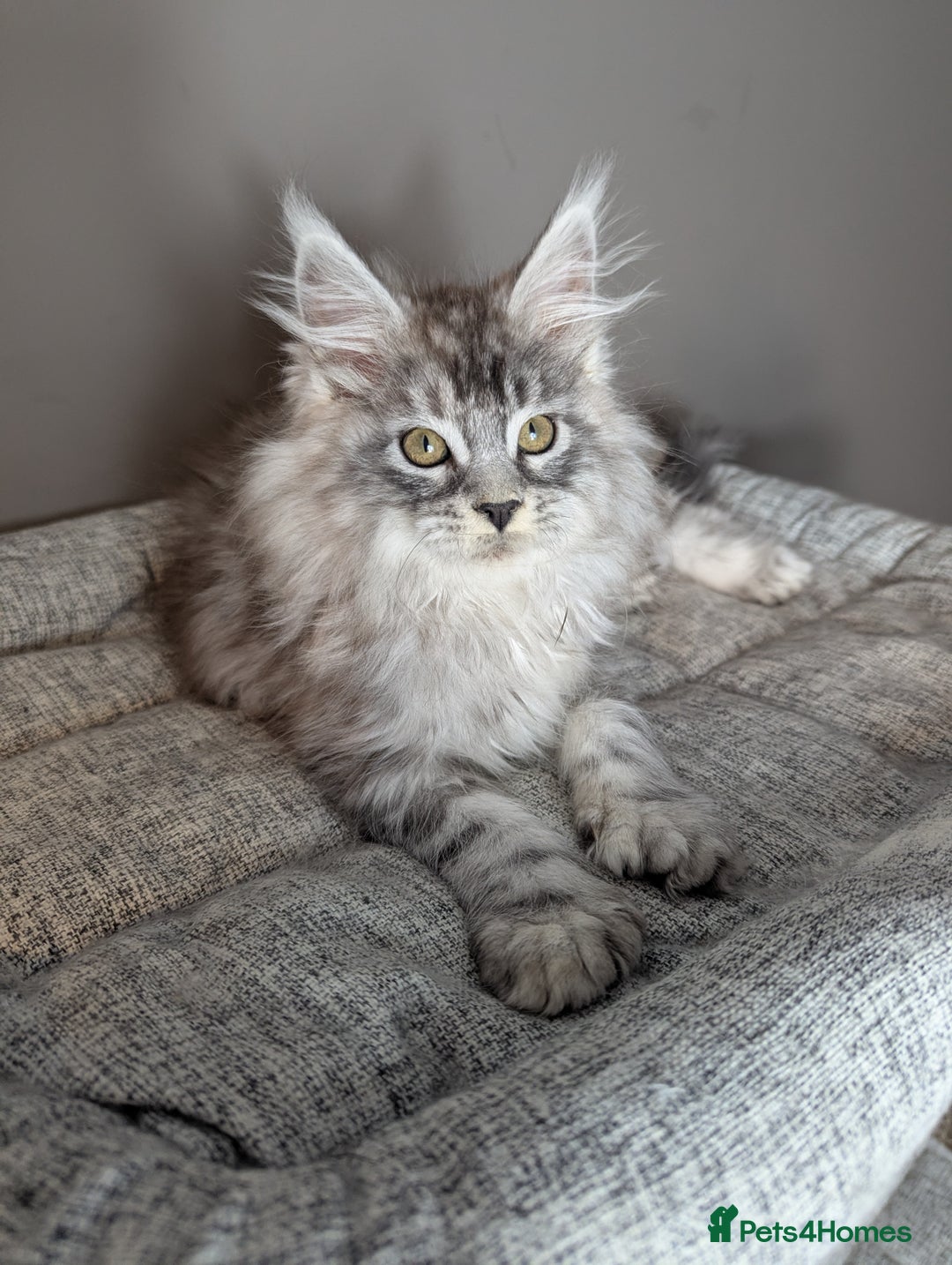 Maine Coon cats for sale: Outstanding siblings Russian bloodline  - Advert 8