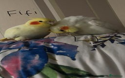 Cockatiels birds for sale: Various birds-Prices are different for each. - Image 1