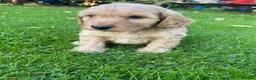 Cockapoo dogs for sale: F1 COCKAPOO BOY,READY NOW. - Advert 6