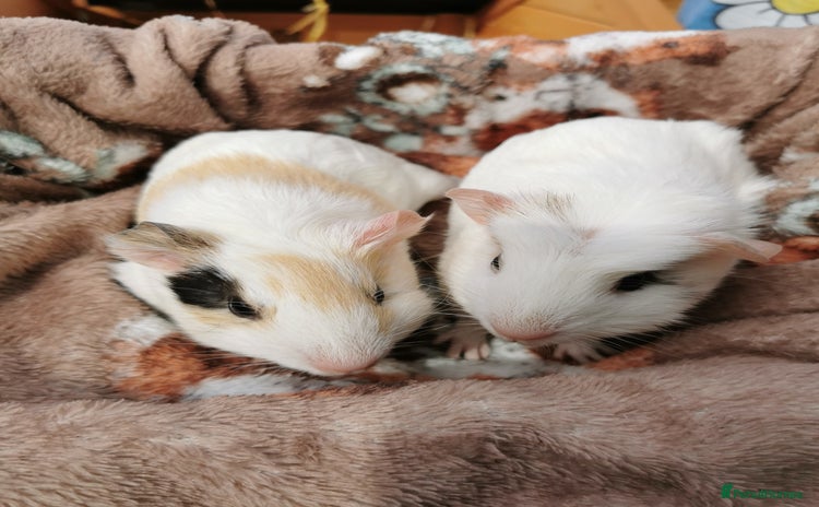 Guinea Pig rodents - Advert 1