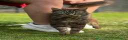 Mixed Breed cats for sale: 5 fluffy beautyful longhair ragdoll cross kitten - Advert 3