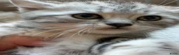 British Shorthair cats for sale: GCCF Rare Show Quality BSH Silver Tabby Kittens  - Advert 29