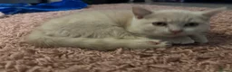 British Shorthair cats for sale: Purebred British shorthair kittens - Advert 8