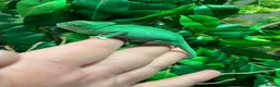 Chameleon reptiles for sale: Cb26 baby Yeman chameleons WOW AMAZING!!  - Advert 4