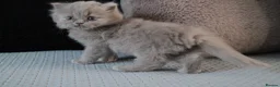 British Shorthair cats for sale: TICA British Shorthair & Longhair Kittens  - Advert 9