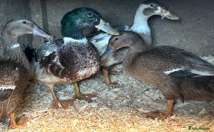 Ducks poultry - Advert 1