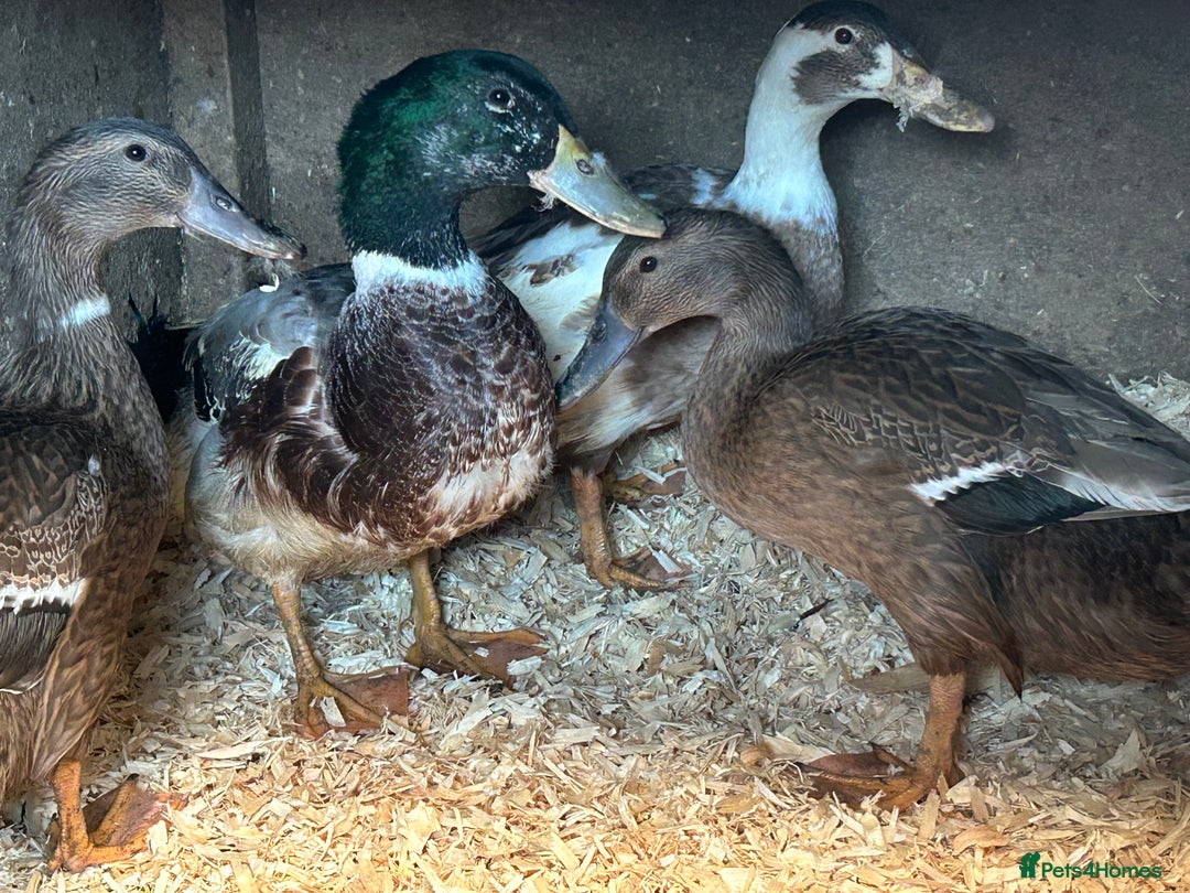 Ducks poultry for sale: Runner ducks - Image 1