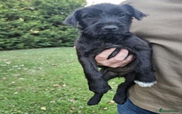 Patterdale Terrier dogs for sale: 2 Adorable Farm-Bred Girls.  - Image 4